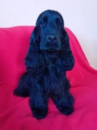 Image result for anglický kokršpaněl