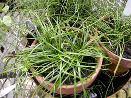 Image result for Isoetaceae