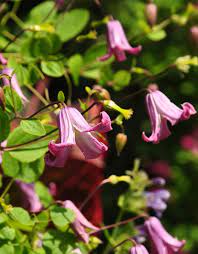 The slender, feathery, golden seed head are showy after the flowers fade. Three Dogs In A Garden My Love Affair With Bell Shaped Clematis