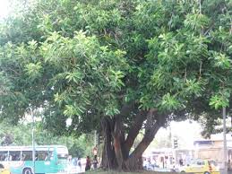 Image result for Manilkara zapota
