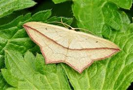 Image result for Timandra comae