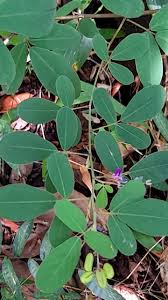 Image result for Pycnospora