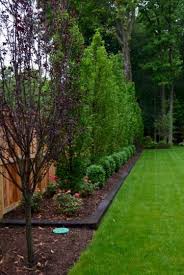 What are the fastest growing privacy trees? 20 Privacy Trees For Backyard Magzhouse