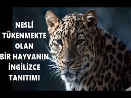 Nesli Tukenmekte Olan Bir Hayvanin Ingilizce Tanitimi Youtube