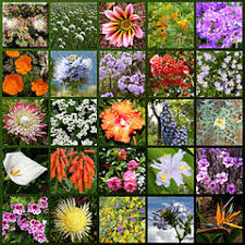 זרים וסידורי פרחים, זרים מתוקים, מארזי שוקולד ויין ועוד המון דברים מחכים לכם בפנים. File Madeira Flowers Hg Jpg Wikimedia Commons