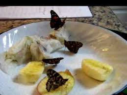 White lace seamless pattern with butterflies on black background. Oldest Butterfly In Captivity 365 Year Old Butterfly Gatorade Science Project Youtube