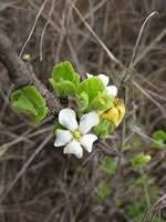 Image result for Orthanthera jasminiflora