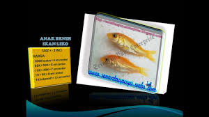 The latest tweets from anak ikan (@anakikan15). Harga Induk Ikan Keli