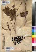 Image result for Millettia drastica