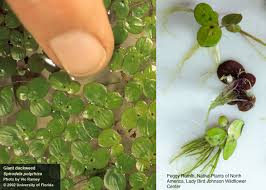 Image result for Salvinia hastata