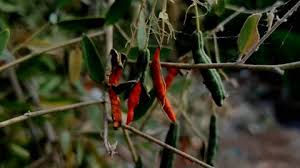 Image result for Cadaba farinosa