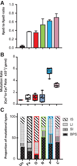 Thus substitution, which includes transversion, and insertion or deletion, falls within point mutation. Irregularities In Genetic Variation And Mutation Rates With Environmental Stresses Ferenci 2019 Environmental Microbiology Wiley Online Library
