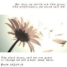 Maybe you would like to learn more about one of these? Life Our Days On Earth Are Like Grass Like Wildflowers We Bloom And Die 16 The Wind Blows And We Are Gone As Thoug Wild Flowers Bloom Shadow Fall