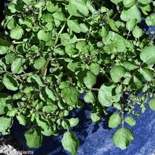 Image result for Nasturtium officinale