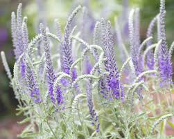• flowers attract bees, butterflies, and hummingbirds. Veronica Incana Pure Silver Speedwell 1 In 2021 Flower Garden Plans Pure Products Flower Spike