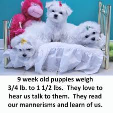 Puppy Size Maltese Mystique