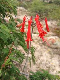 Image result for Priva flabelliformis