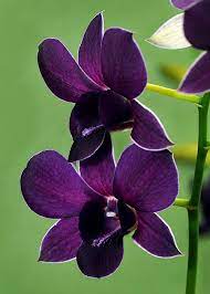 March 2011 Cindy Dyer S Blog Beautiful Orchids Orchids Beautiful Flowers