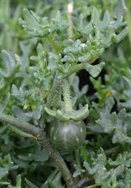 Image result for Solanum litoraneum