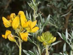 Image result for Adenocarpus