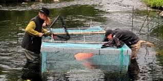 Maybe you would like to learn more about one of these? Laksefiskere Haper Pa Kommersielt Fiske Av Pukkellaksen Vi Klarer Aldri Fa Bukt Med Den Fiskeribladet