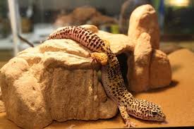 What do lizards & geckos eat? Leopard Gecko Habitat A Guide To The Ideal Tank Setup