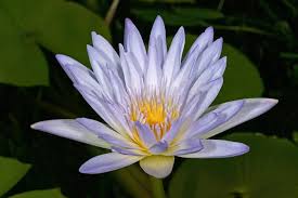 Image result for Nymphaea heudelotii
