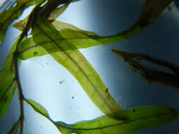 Image result for Potamogeton pusillus