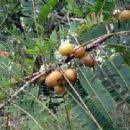 Image result for Phyllanthus polyspermus