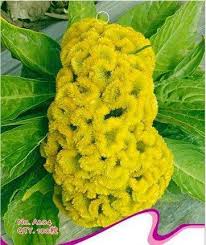 Pin On Flower Seeds