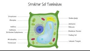 We did not find results for: Prolog Materi Struktur Sel Tumbuhan