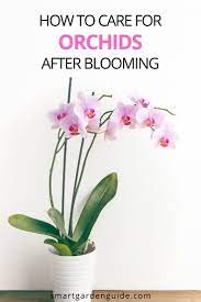 How To Make Phalaenopsis Orchids Rebloom Smart Garden Guide Orchid Care After Flowering Orchid Plant Care Orchid Flower Arrangements