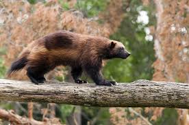 Image result for wolverine