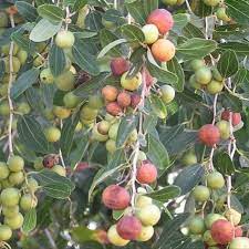 Bidara (sidr) atau nama saintifiknya adalah ziziphus mauritiana. Bibit Buah Bidara Laut Super Tanaman Bibit Murah Shopee Indonesia