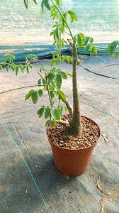 Image result for Adenia glauca