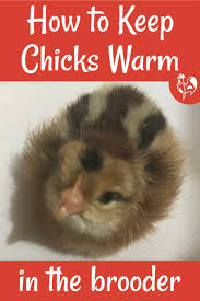 Pattern is provided in electronic form (pdf). Heat Lamps How Warm Do Baby Chicks In The Brooder Need To Be