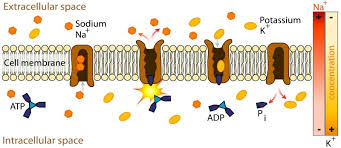 Maybe you would like to learn more about one of these? Transport Protein Definition Function Types Examples Biology Dictionary