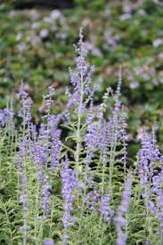 Image result for Perovskia atriplicifolia lacey blue photo
