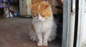 Depresyona Giren Kedi 9 Kiloya Ulasti Gunduzleri De 8 Saat Uyumaya Basladi Tg Mobile