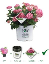 Proven winners® plants have been rigorously tested in gardens around the world, and they've all come shining through. New Kordes Proven Winners News About Us Kordes Jungpflanzen