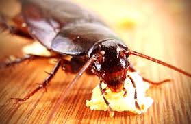 We did not find results for: 4 Meme Kecoa Terkocak Yang Pernah Ada Idnportal