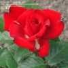 Hybrid Tea Rose Rosa Grande Amore