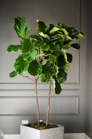 Fiddle Leaf Fig Going Green Never Looked So Good Moss Manor Tall Indoor Plants Indoor Plants Low Light Indoor Plants