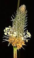 Image result for Plantago palmata