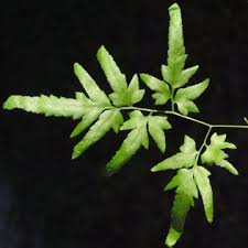 Image result for Lygodium