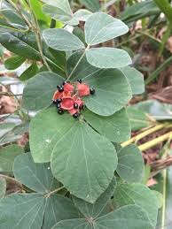 Image result for Rhynchosia holstii