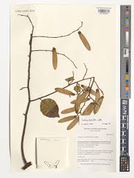 Image result for Ventilago