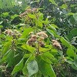 Image result for Vernonia brachycalyx