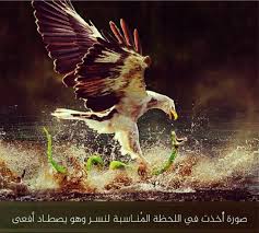 Pin By أميرالذوق الذوق On غرائب Bald Eagle Animals Photography