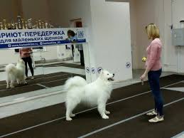 Как подготовить собаку к выставке